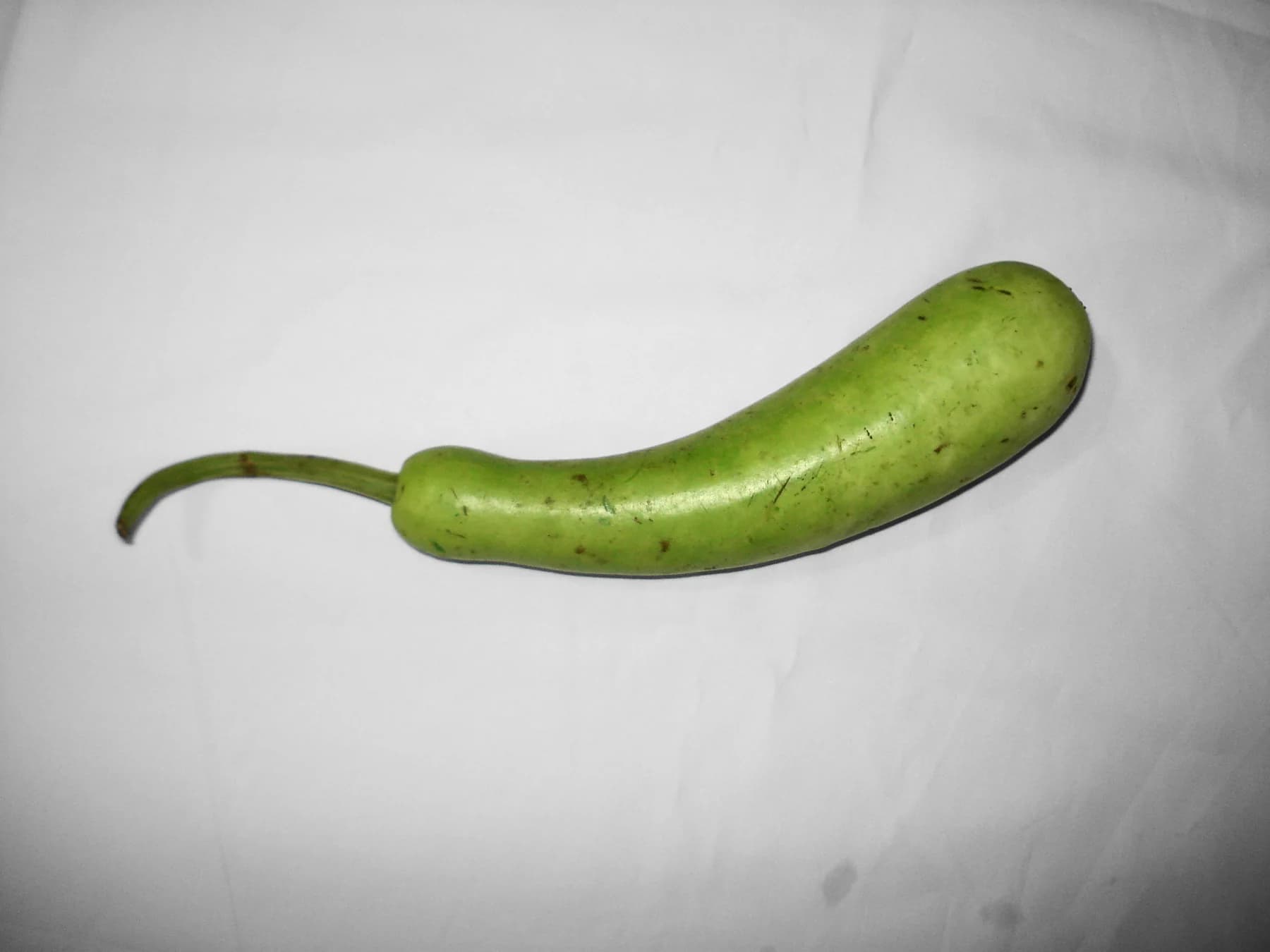 Bottle Gourd