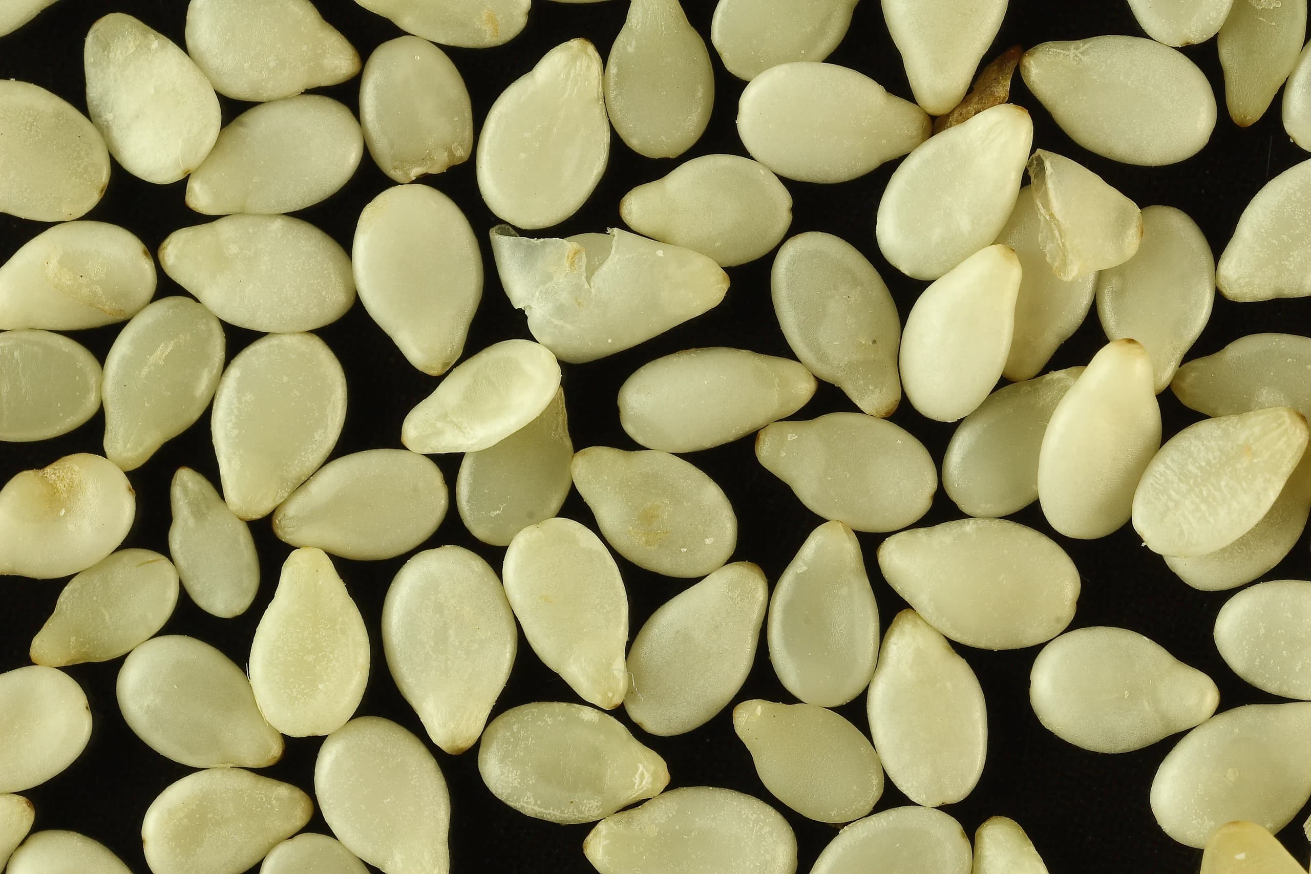Sesame Seeds & Oilseeds