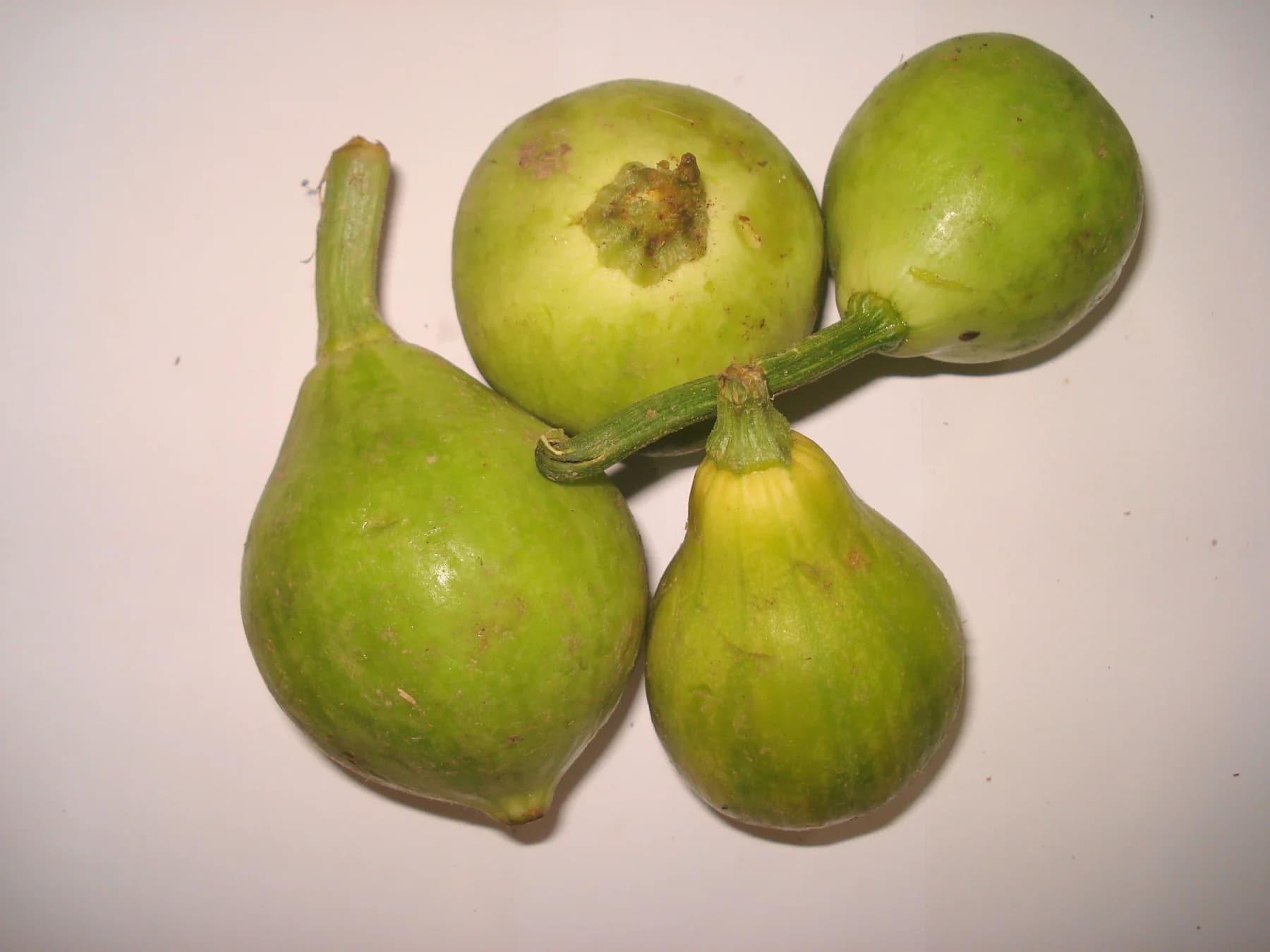 Apple Gourd