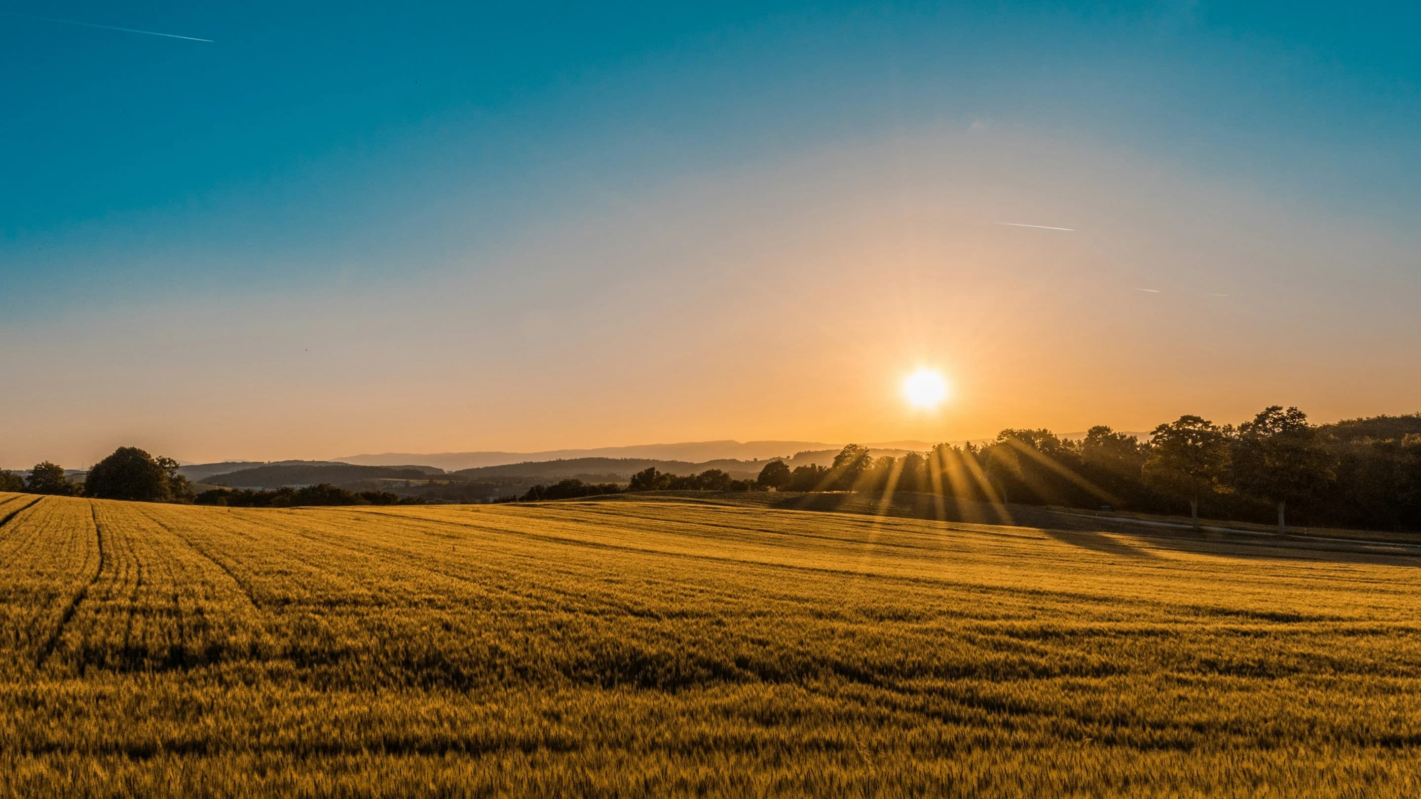 Agriculture Fields