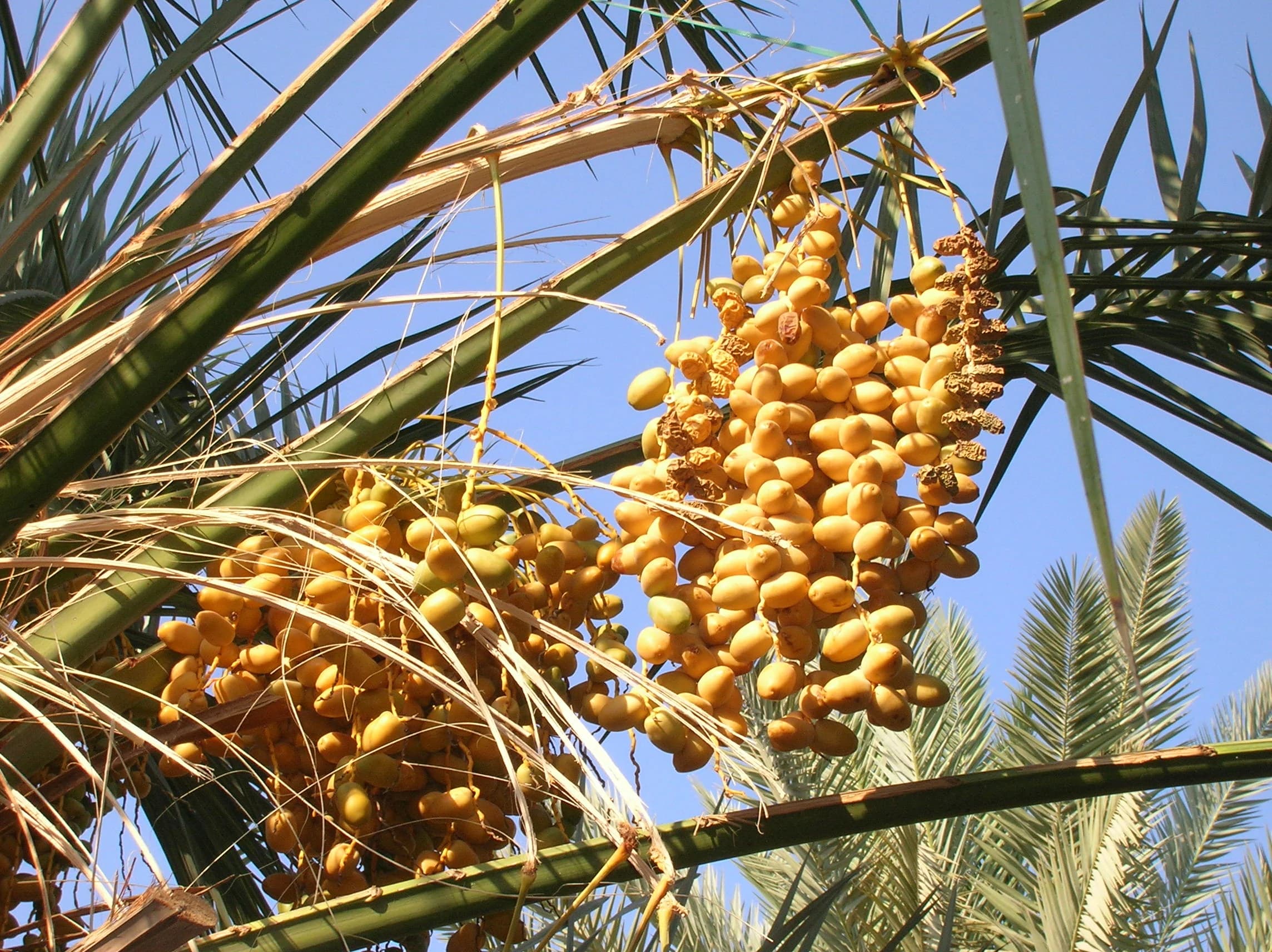 Dates