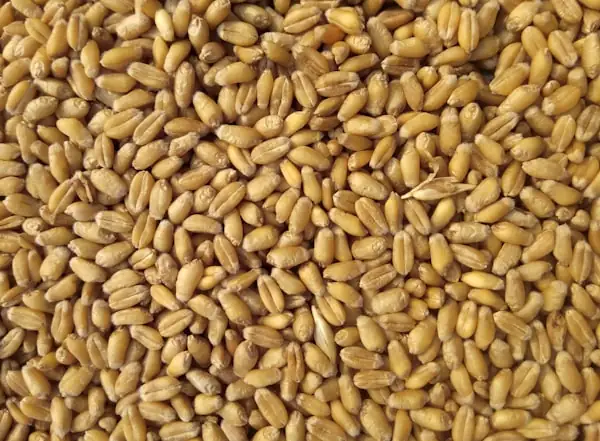 Premium Wheat